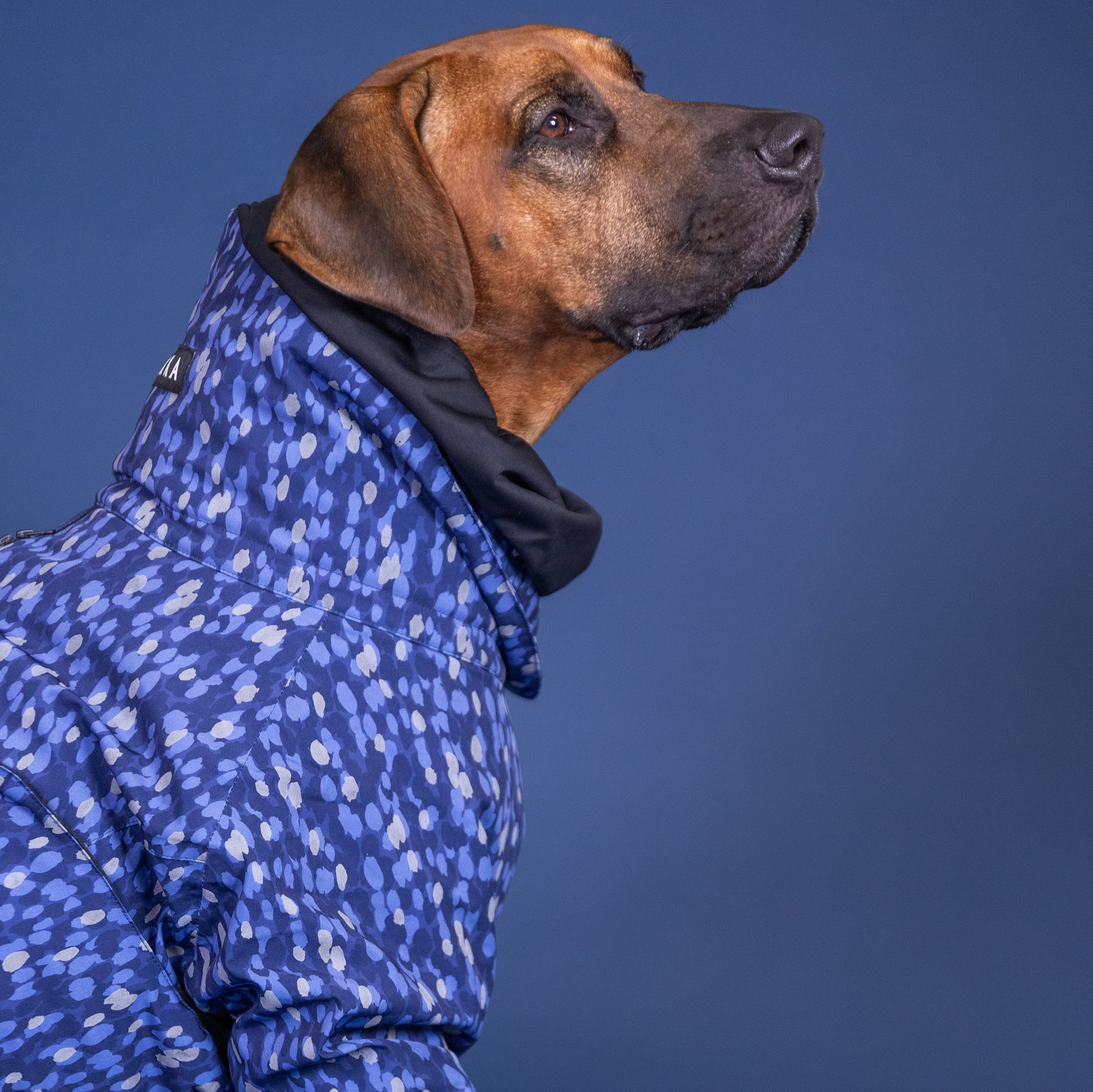 Tragebild Hundewinteranzug Winter Suit Blue - PAIKKA