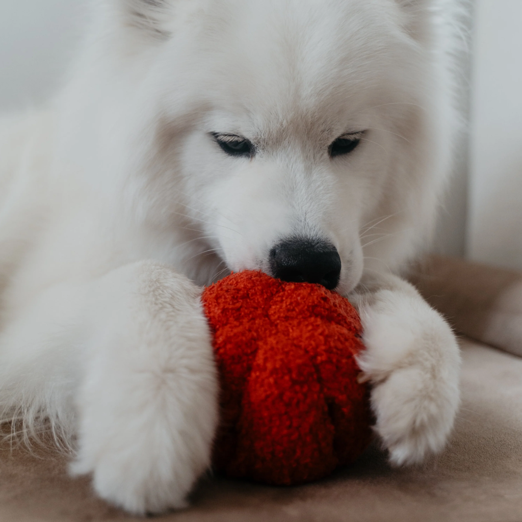 Hund mit Schnüffelspielzeug Paprika PEPPER - Lambwolf Collective