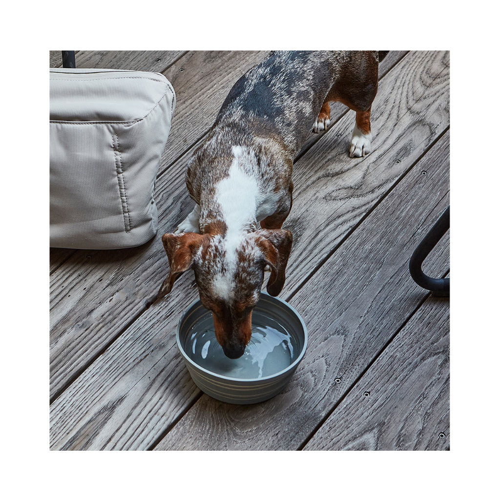 Hund mit Piega faltbarer Reise-Napf Schiefer grau - MiaCara