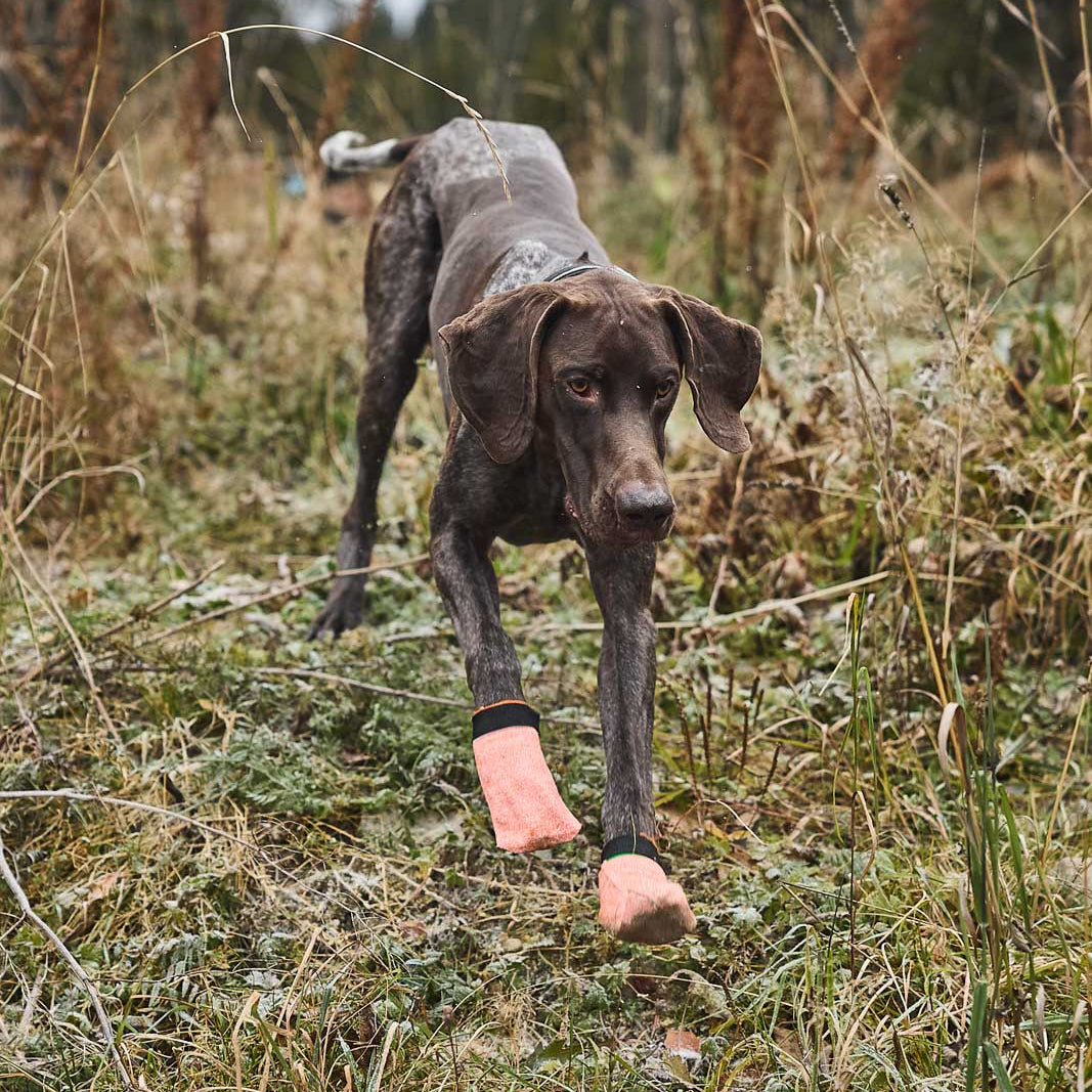Hundesocken PROTECTOR Light Socks
