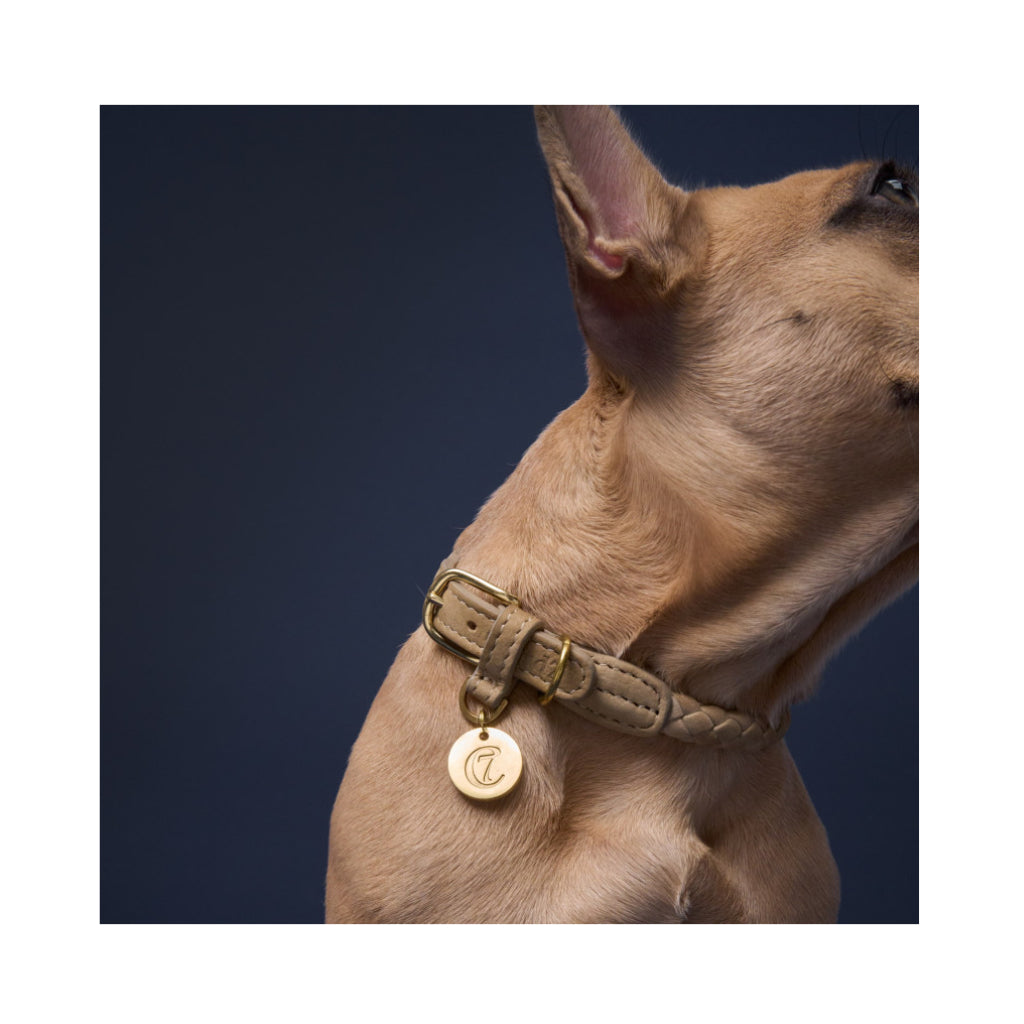Kaufe Haustier-Hundehalsband, ausziehbare LED-Hundeleine mit 3M-Klebeband –  verbesserte automatische flexible Leine für Hunde, Welpen, Katzen,  Nachtsicherheit