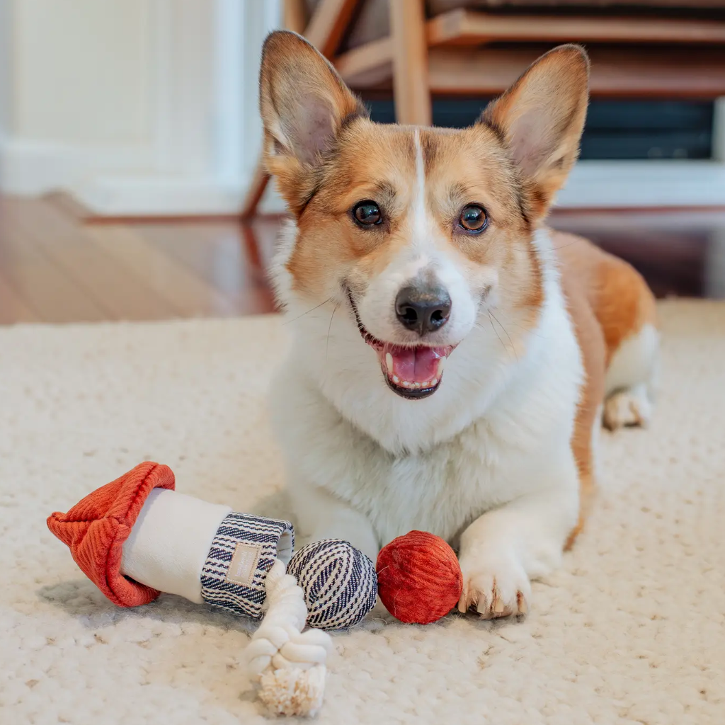 Corgi mit Hundespielzeug Rocket Confetti Pop - Lambwolf Collective