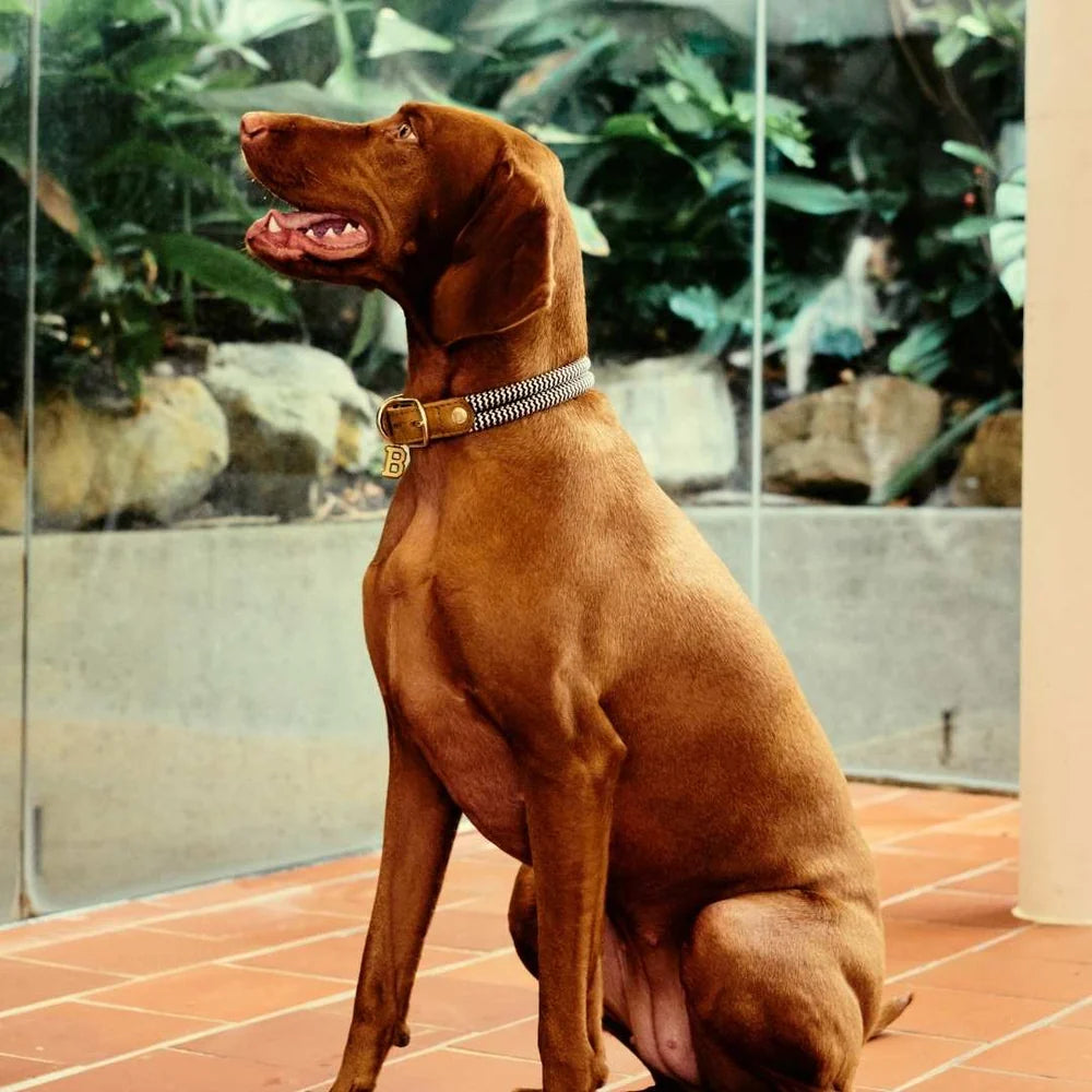 Chommies Adjustable Dog Collar Halsband Sandton