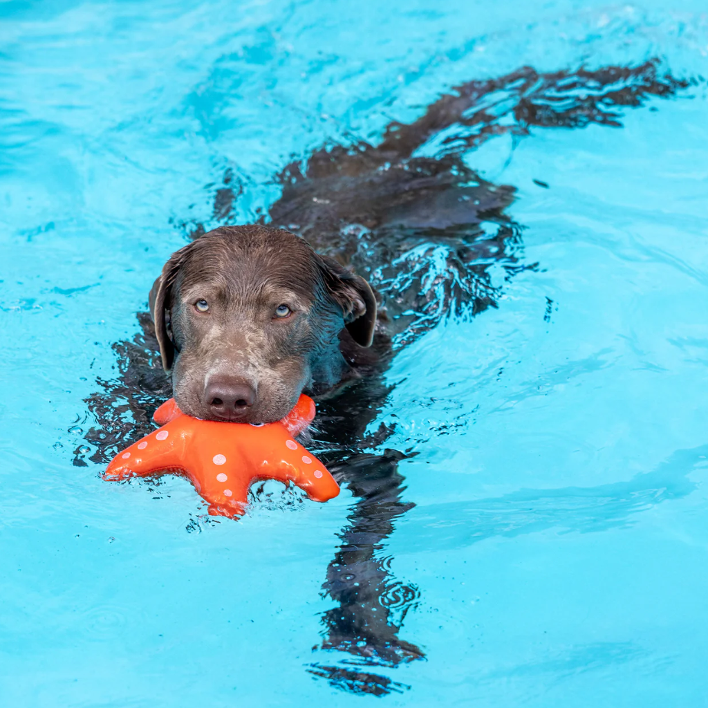 Hund im Wasser mit Hundespielzeug schwimmend SHELLY floating - PetShop by Fringe Studio