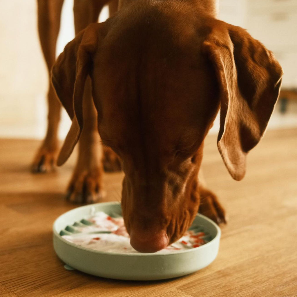 Hund mit Slow Feeder Bowl Sage 2 - LOVIN'DOG