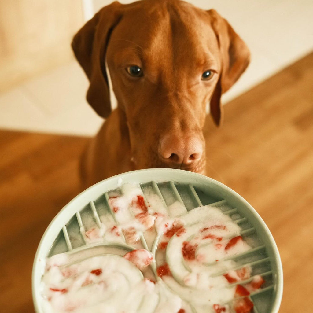 Hund mit Slow Feeder Bowl Sage - LOVIN'DOG