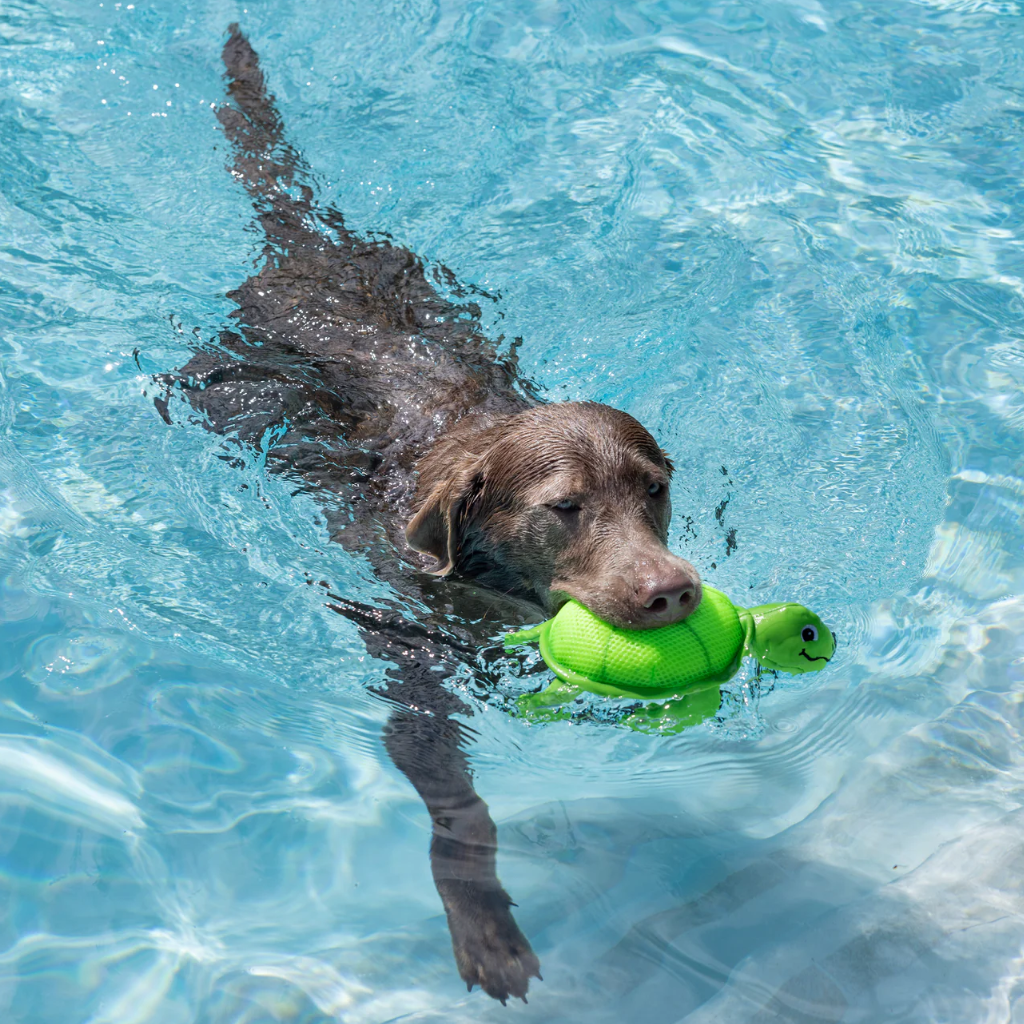 Hund im Wasser mit Hundespielzeug schwimmend SNAPPY floating - PetShop by Fringe Studio