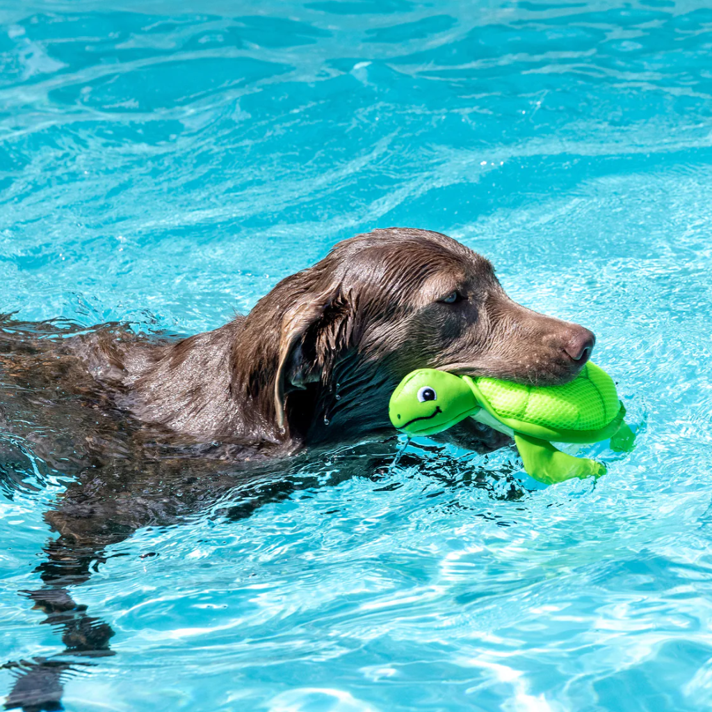 Hund mit Hundespielzeug schwimmend SNAPPY floating - PetShop by Fringe Studio