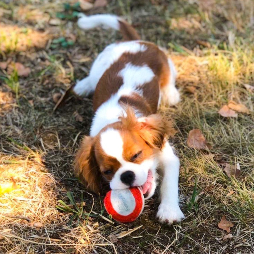 Hundespielzeug SUEDE BALL aus Wildleder