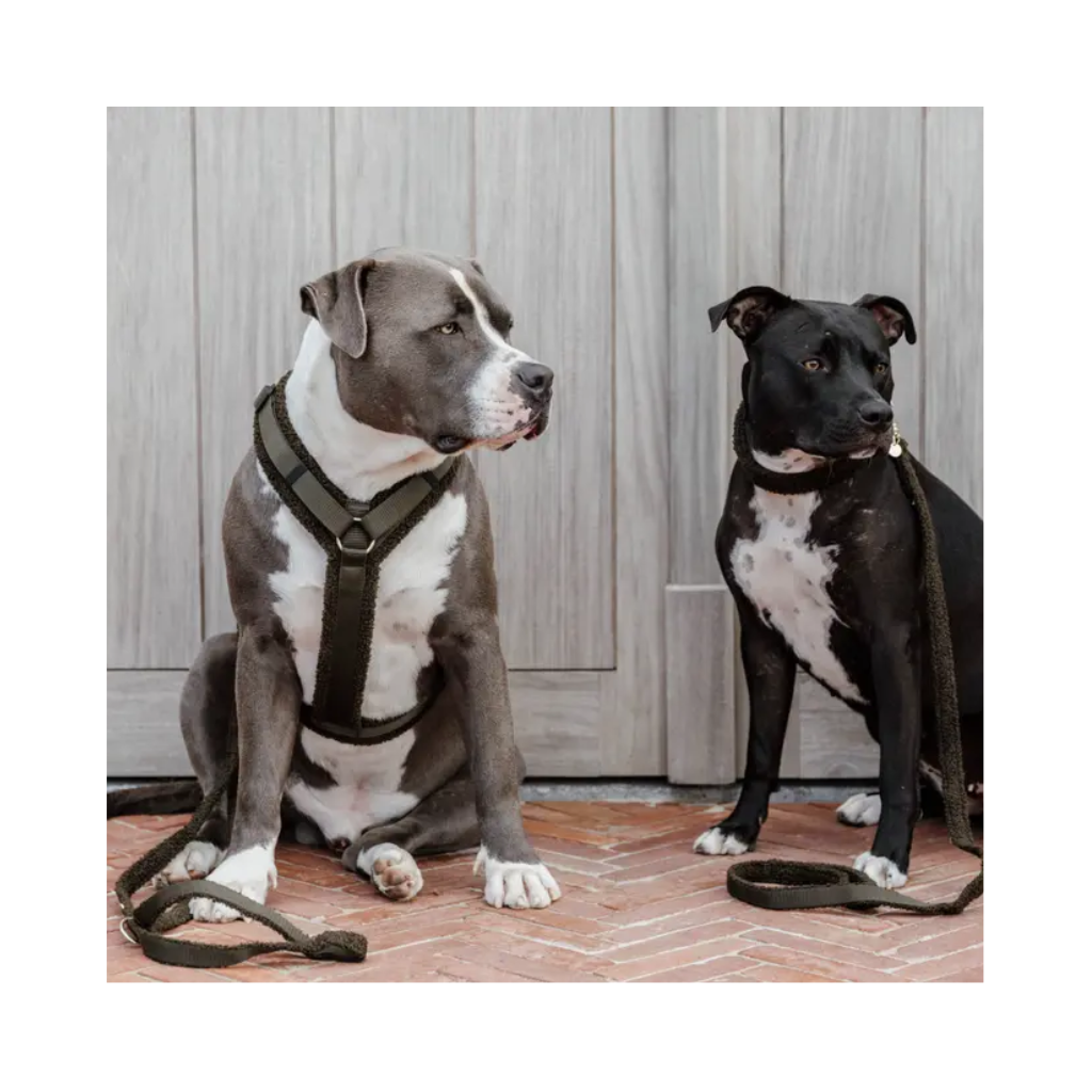 Tragebild Set Halsband, Geschirr & Leine Teddy Fleece - Kentucky Dogwear