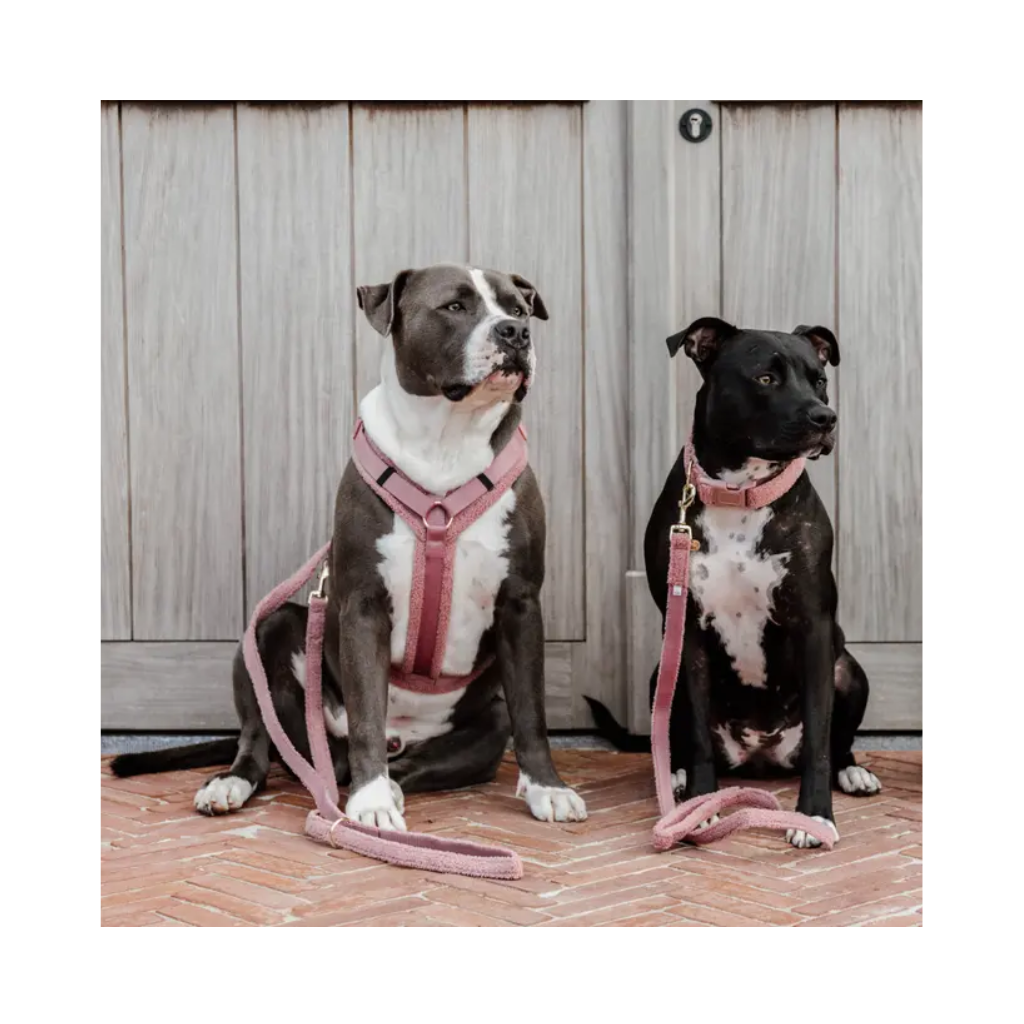 Tragebild Halsband, Leine & Hundegeschirr Aktiv TEDDY FLEECE Rosa - Kentucky Dogwear