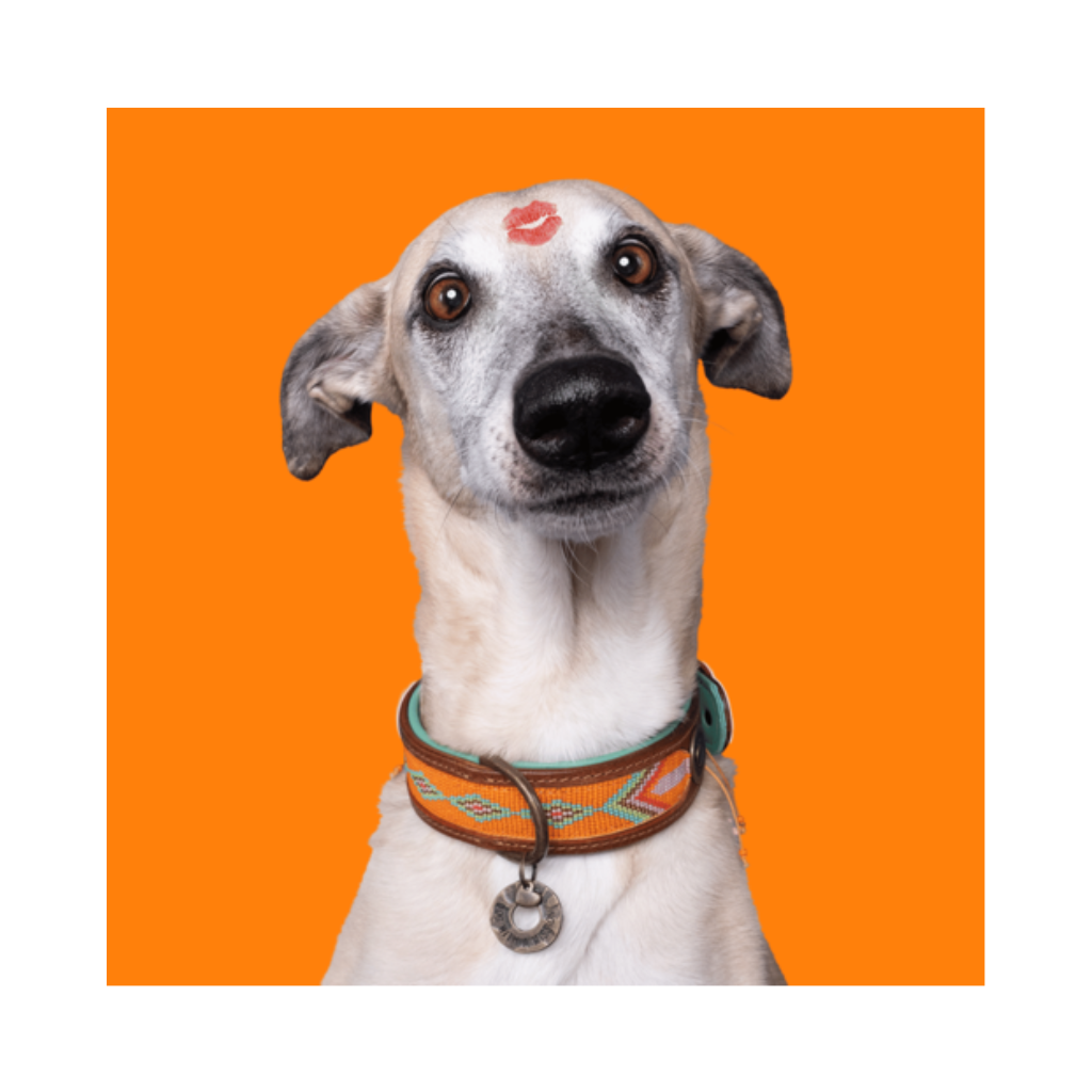 Tragebild 2 Halsband TIGER LILY Orange - DWAM - Dog With A Mission