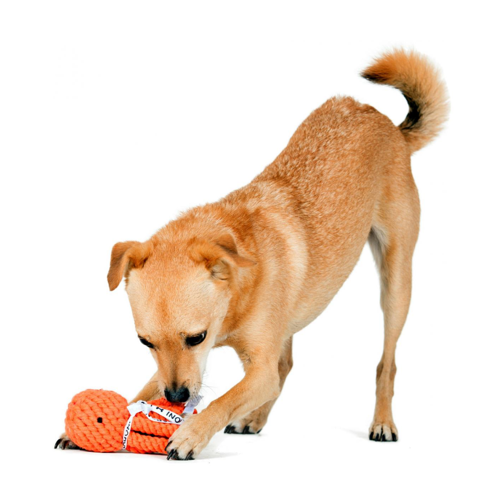 Hund mit Hundekauspielzeug Tintenfisch Thaddäus - LABONI