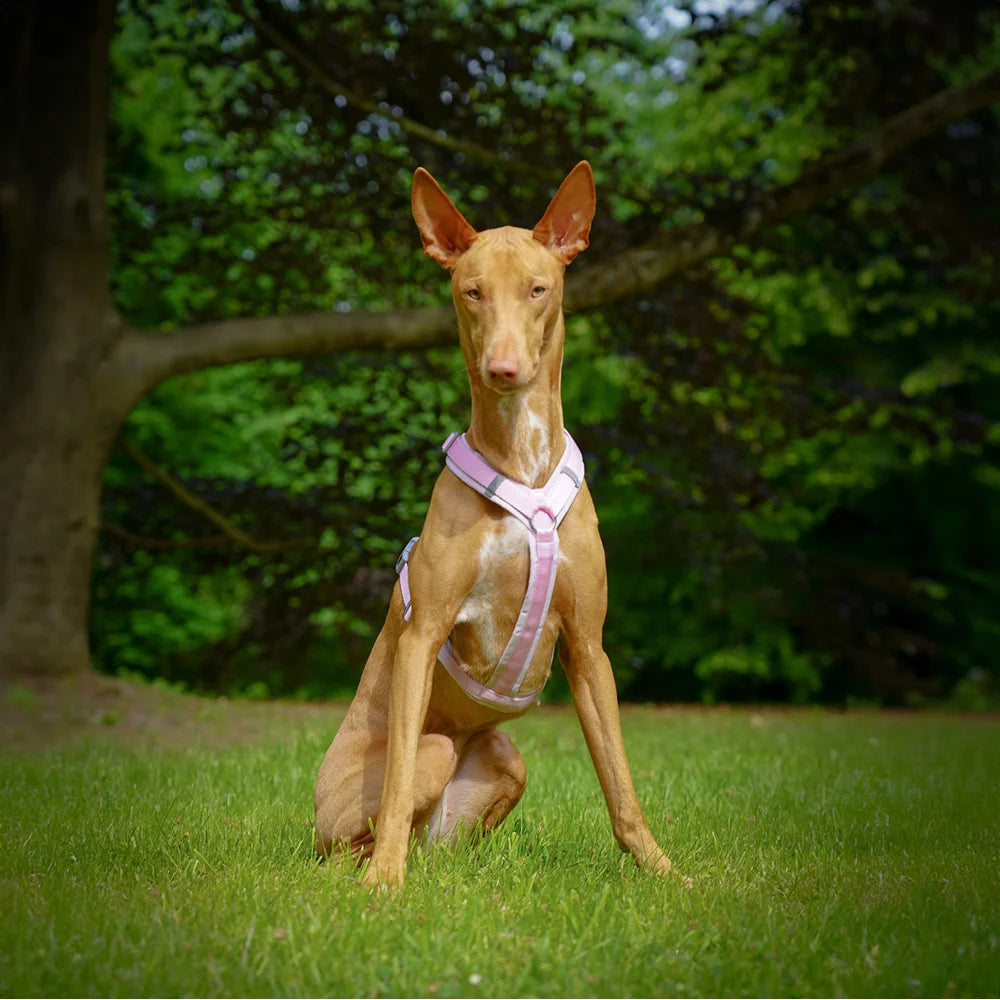 annyx Hundegeschirr Fun LIMITED EDITION