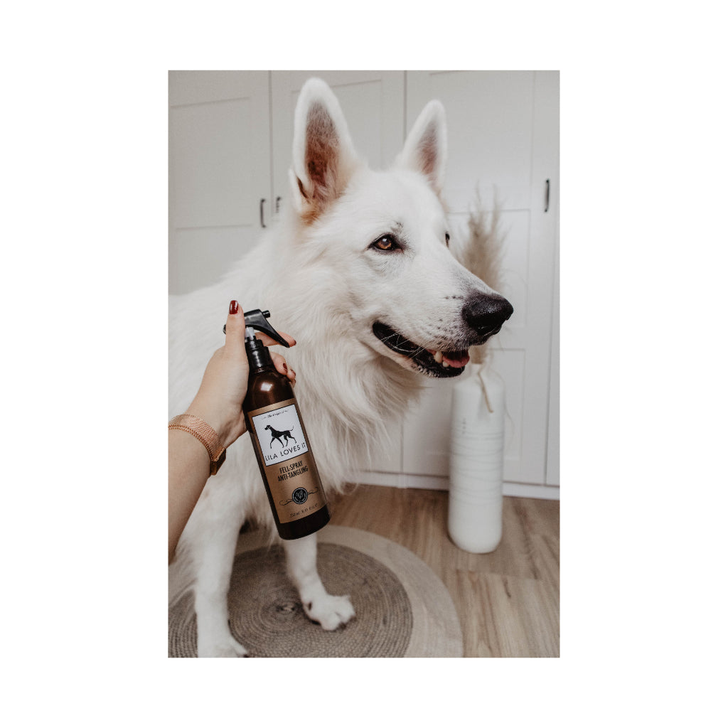 weißer Schäferhund mit Fellspray Anti-Tangling für Hunde - LILA LOVES IT
