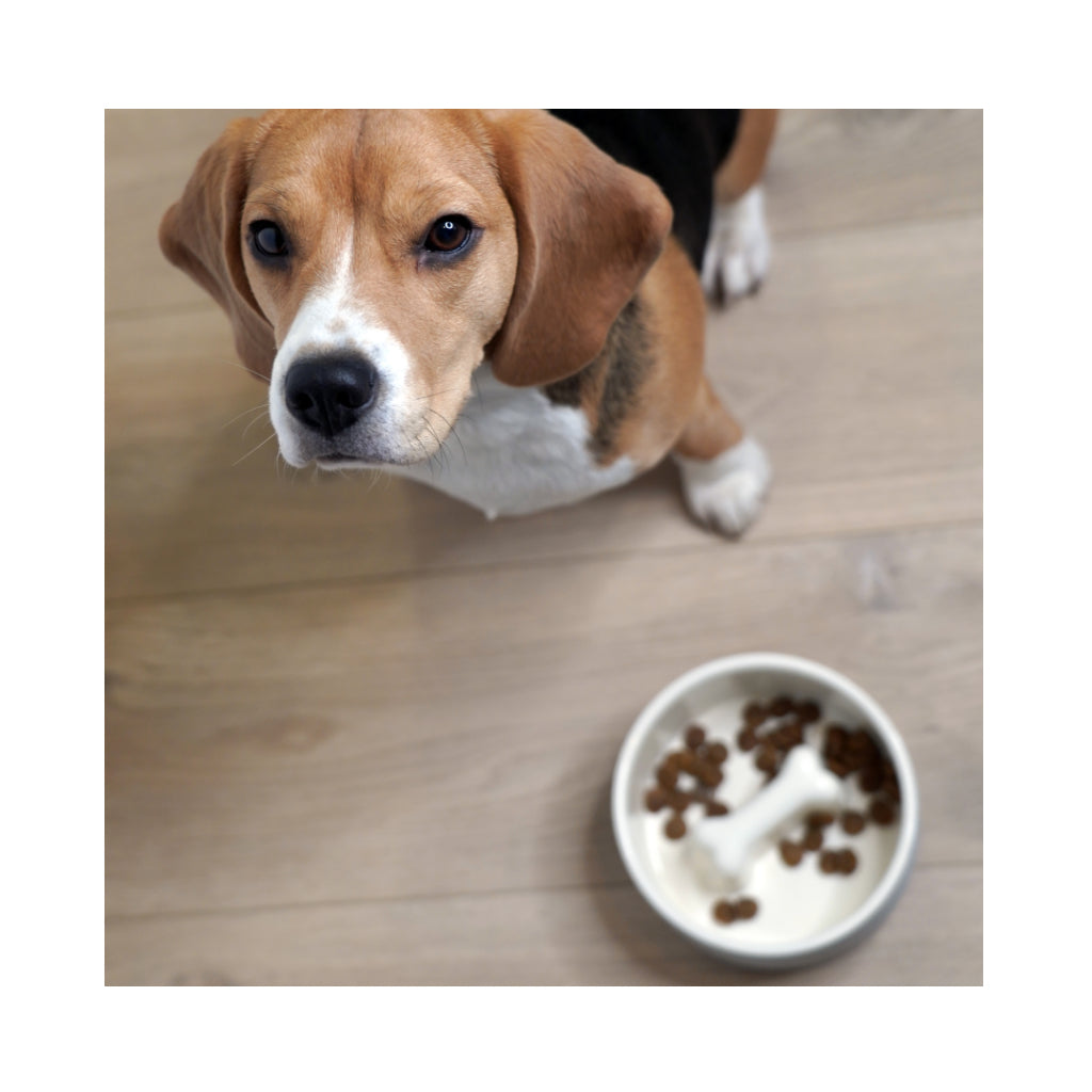 Beagle mit Antischlingnpf für Hunde schwarz - PAIKKA