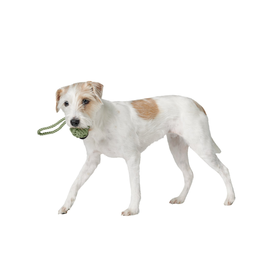 Hundespielzeug INARI Schleuder-Ball lindgrün im Maul vom Hund - HUNTER