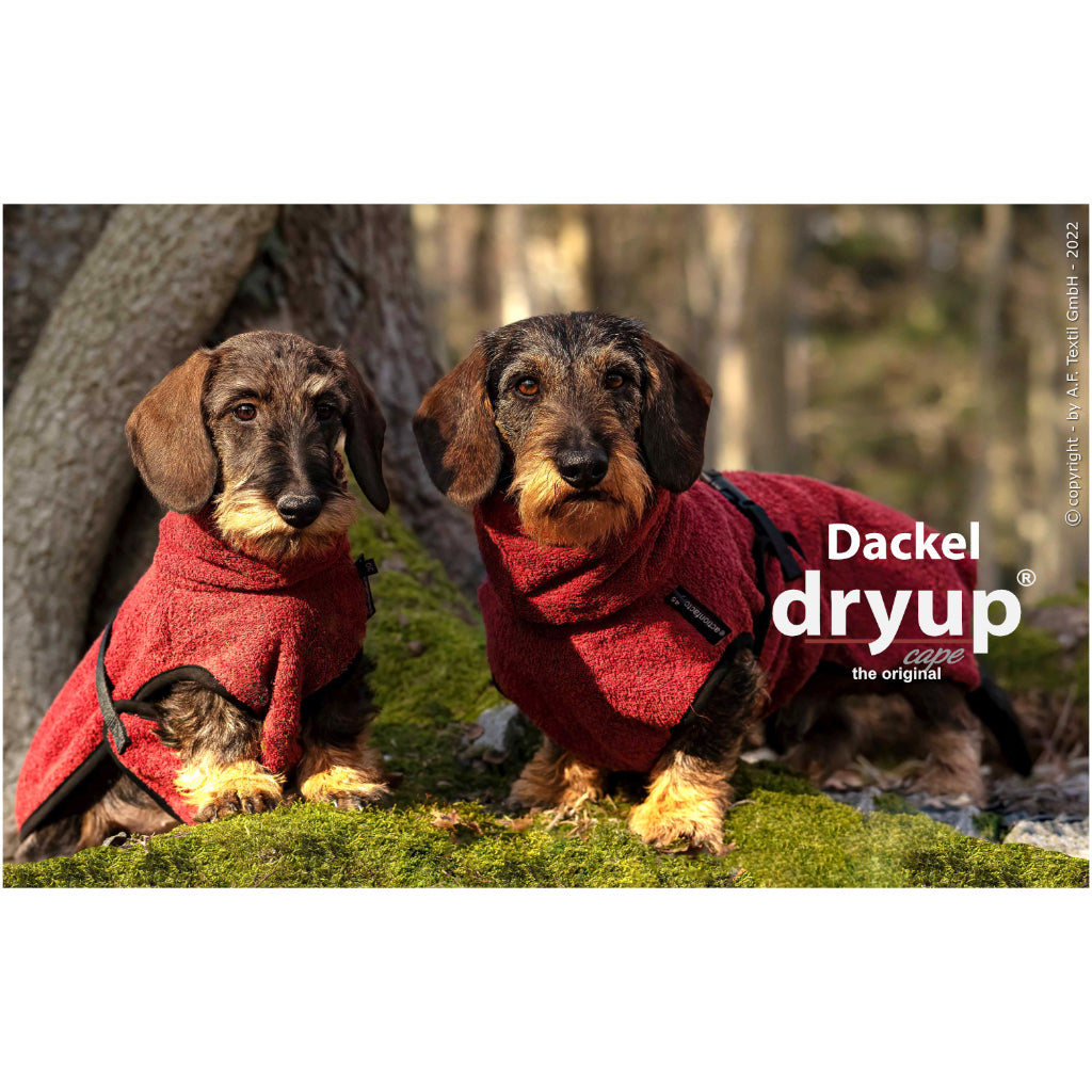 Hundebademantel DRYUP Cape Dackel bordeaux Tragebild - actionfactory