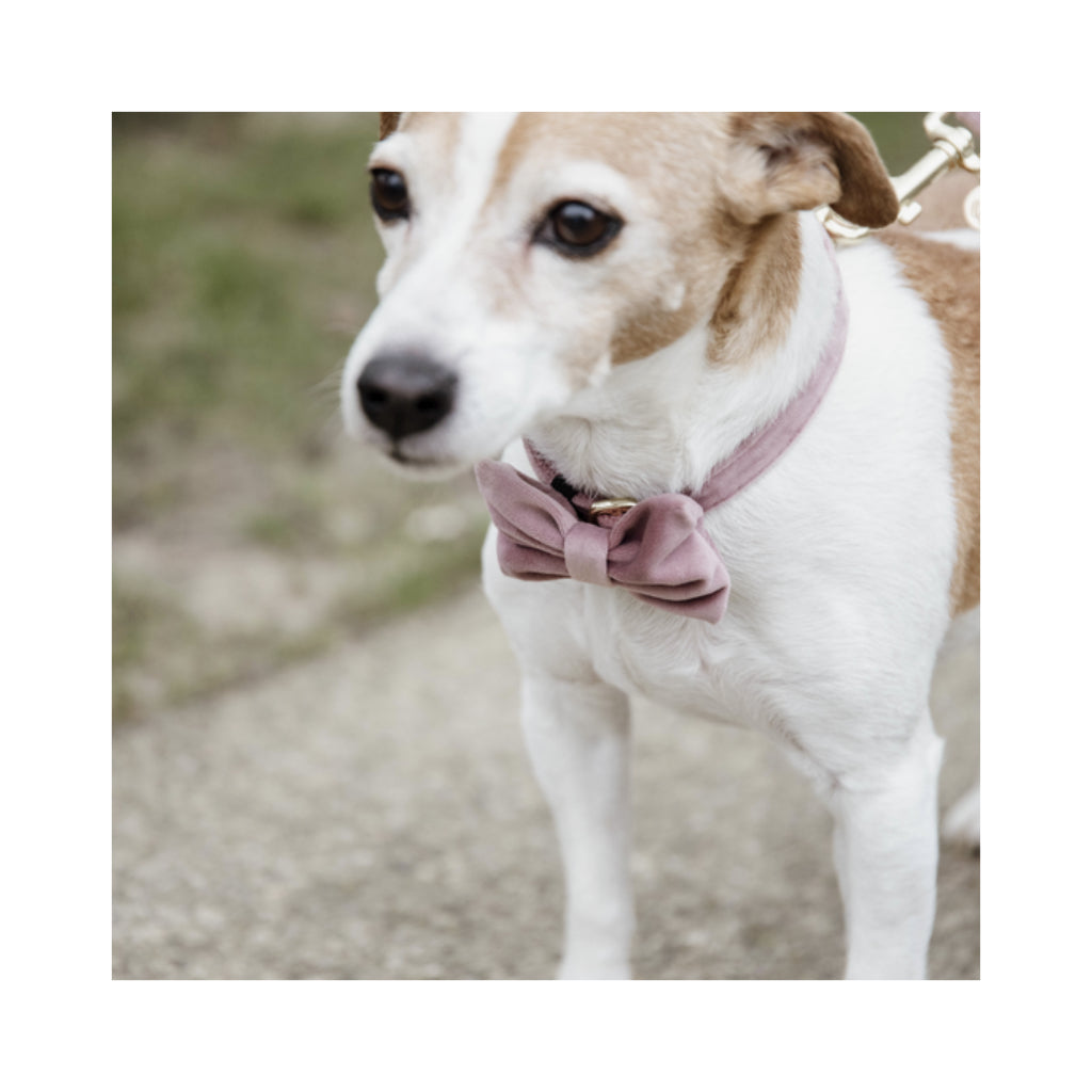 Hund mit Fliege VELVET Altrosa - Kentucky Dogwear