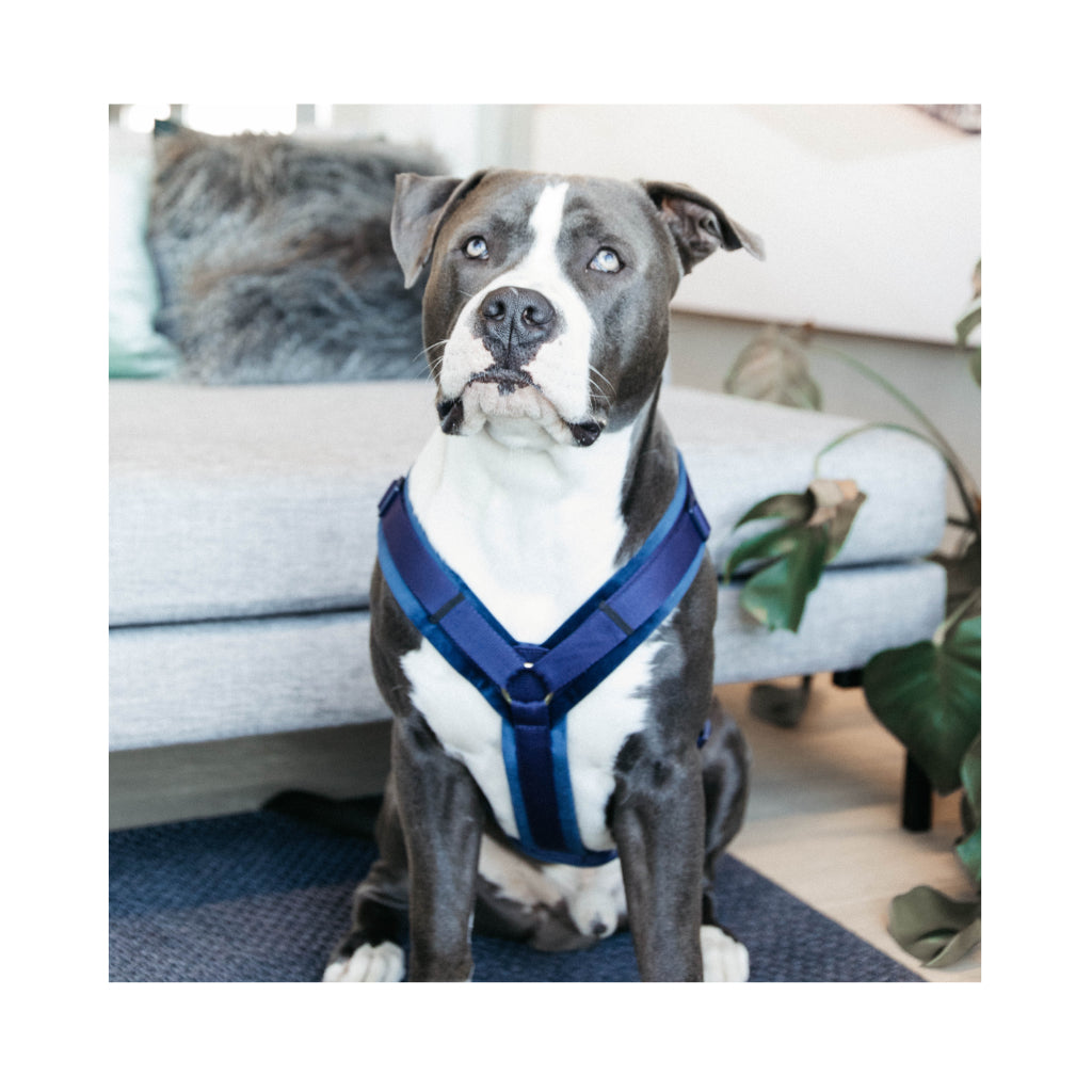 Hund mit Hundegeschirr Aktiv VELVET Navy - Kentucky Dogwear
