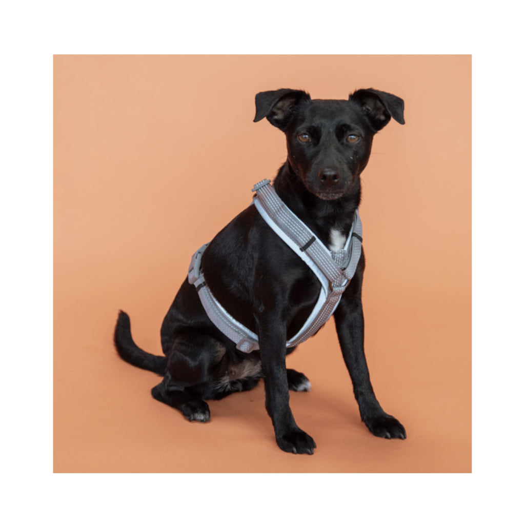 Hund mit Hundegeschirr AKTIV Grau vollreflektierend - Kentucky Dogwear