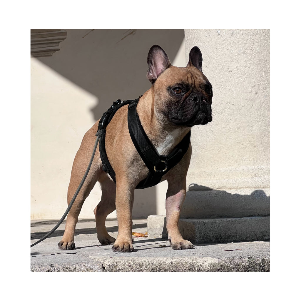 Frenchie mit Hundegeschirr Aktiv VELVET Black - Kentucky Dogwear