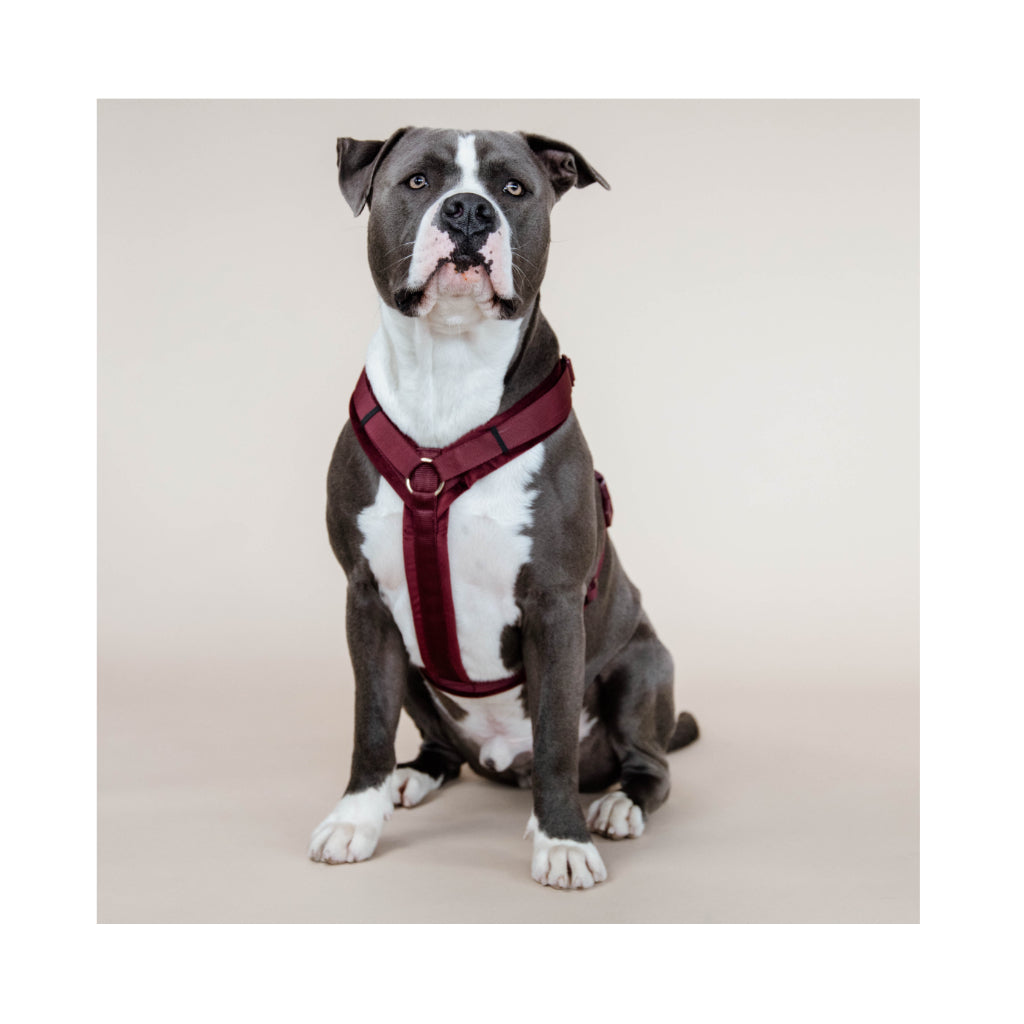 Hund mit Hundegeschirr Aktiv VELVET Bordeaux - Kentucky Dogwear
