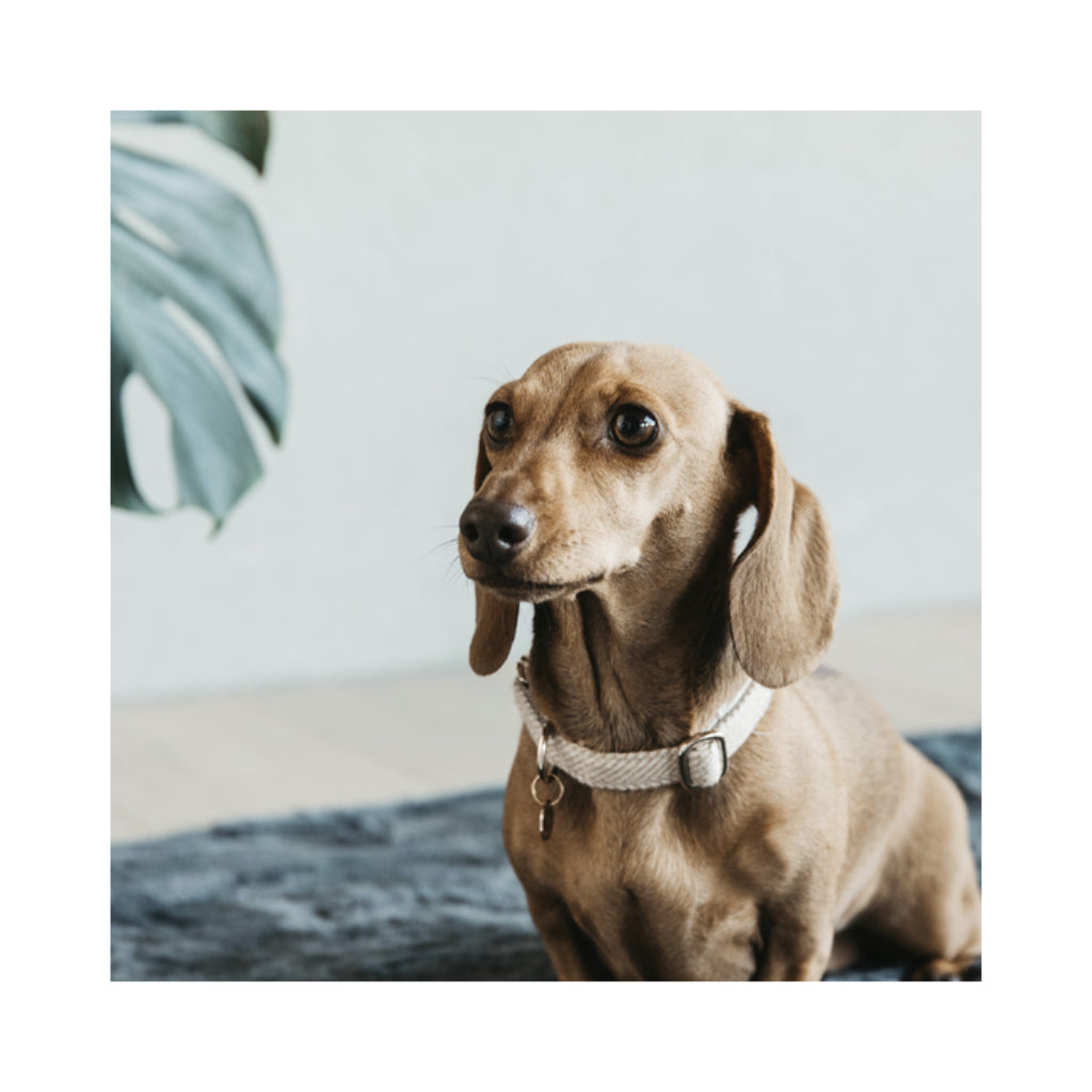 Hund mit Halsband WOOL Beige - Kentucky Dogwear