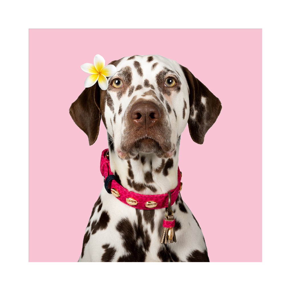 Hund mit Halsband HAWAII Stoff PINK - DWAM