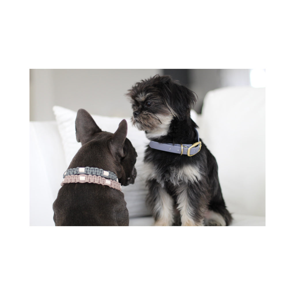kleiner Hund mit Biothane Halsband beta deluxe 25mm grau - Mystique