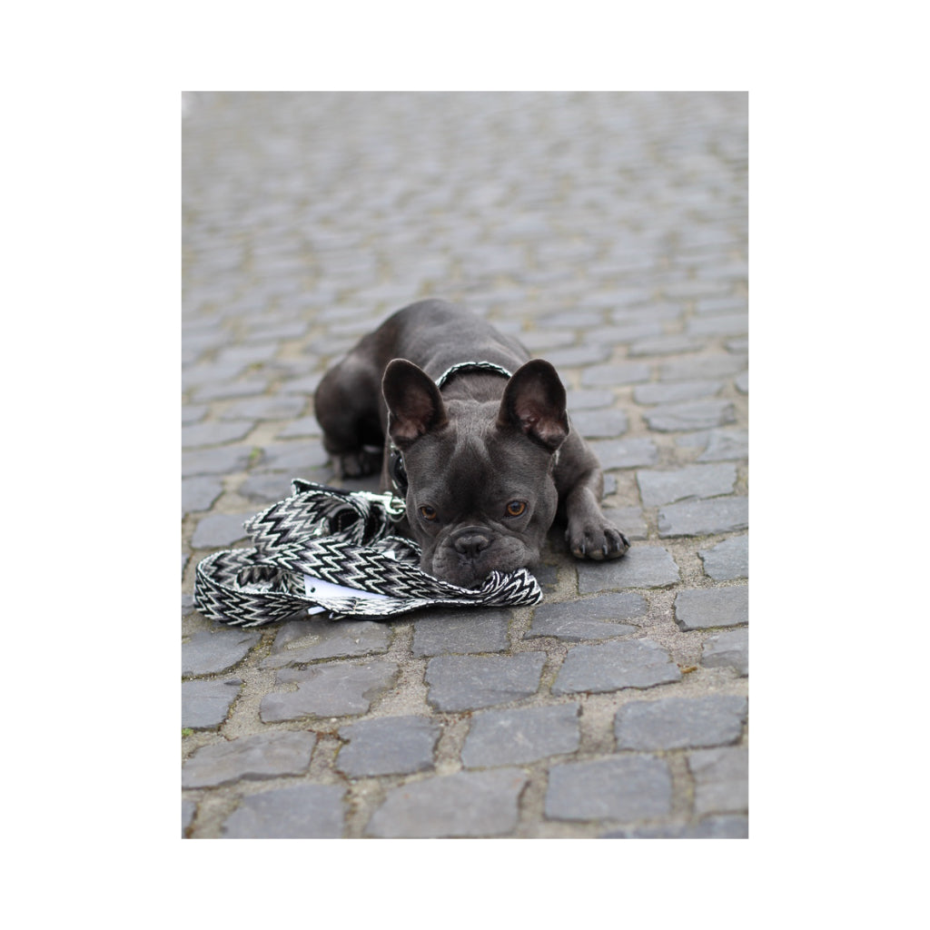 Buddys Dogwear verstellbare Hundeline Peruvian grau bei LOVIN'DOG