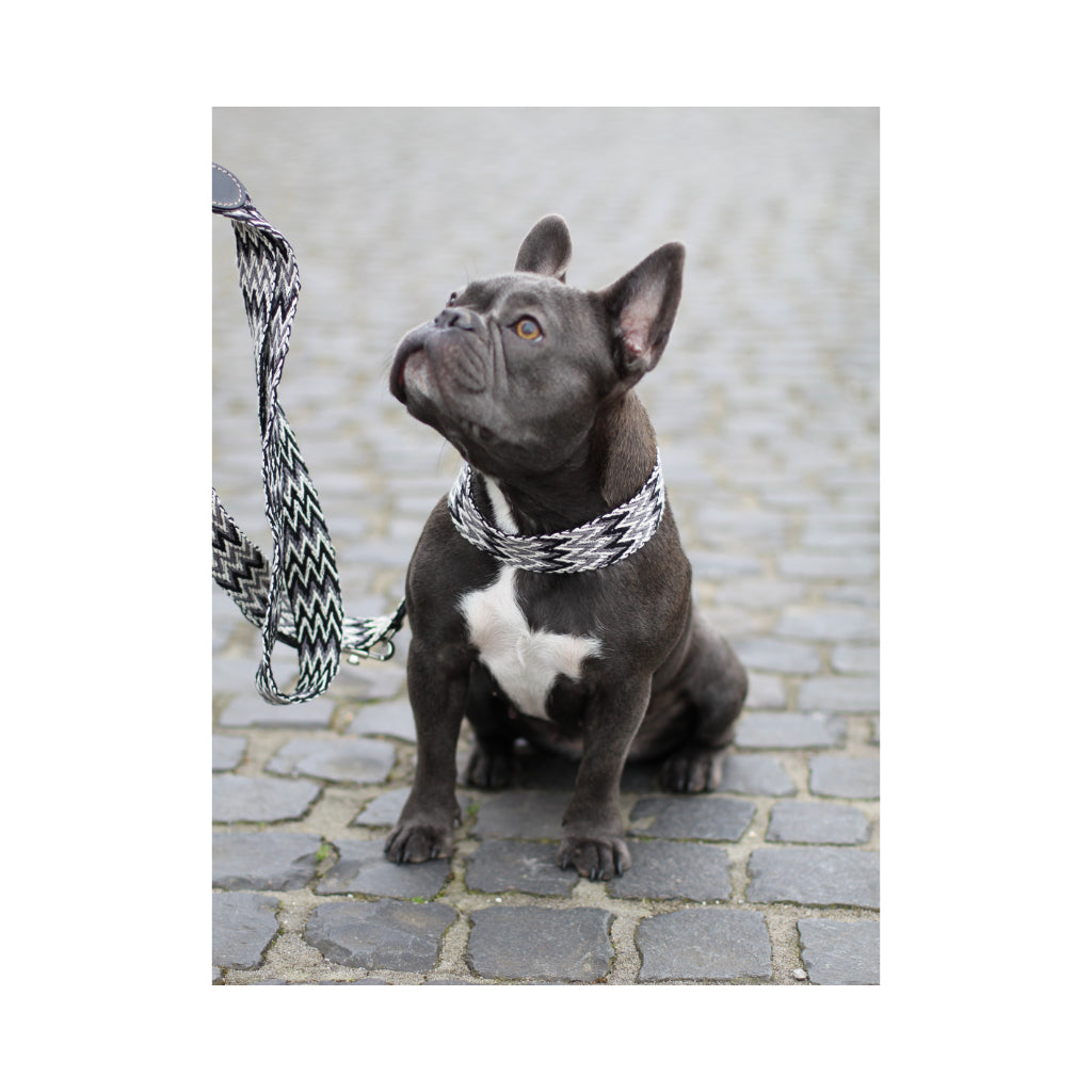 Frenchie mit BOHO Halsband Peruvian black - Buddys Dogwear