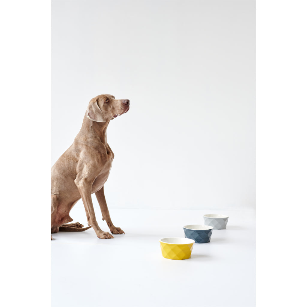 Hund mit Keramik Napf Eiby blau gelb grau - HUNTER