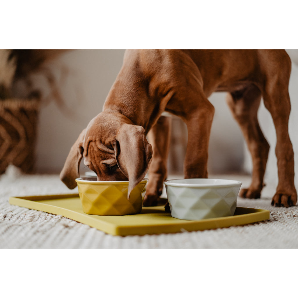 Hund frisst aus Keramik Napf Eiby auf Napfunterlage Eiby gelb - HUNTER