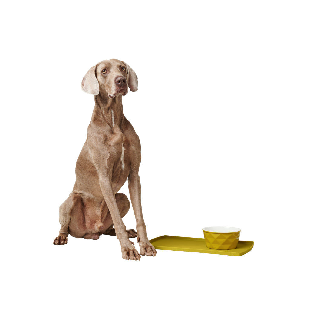 Hund neben Keramik Napf Eiby & Napfunterlage Eiby gelb - HUNTER