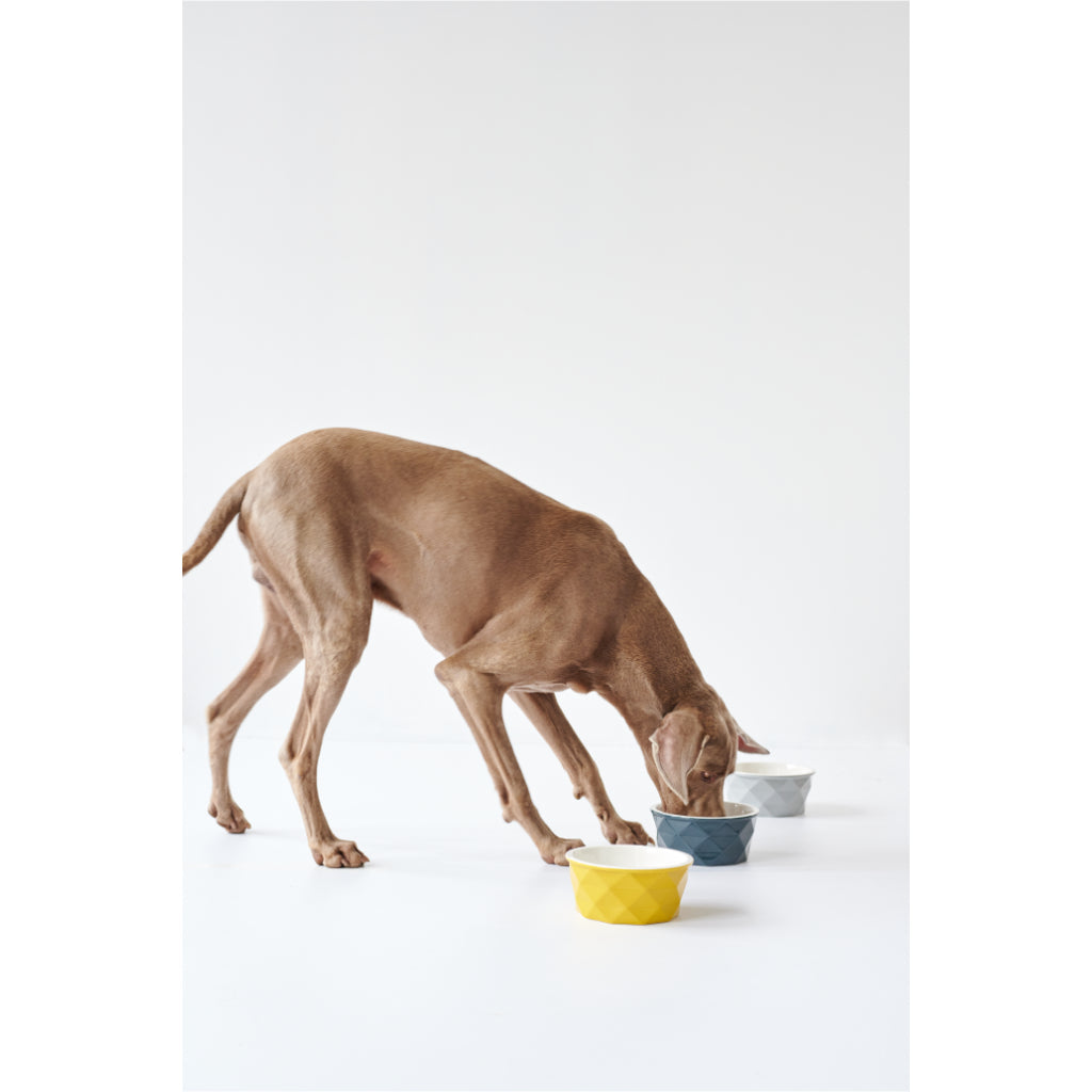 Hund frisst aus Keramik Napf Eiby gelb blau grau - HUNTER