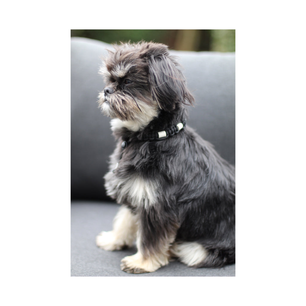 kleiner Hund mit EM-Keramik Zeckenhalsband Paracord geknotet schwarz mit Kordelstopper - LOVIN'DOG