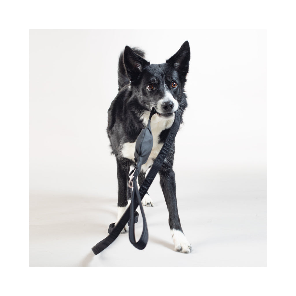 Hund mit Leine Visibility Leash - PAIKKA