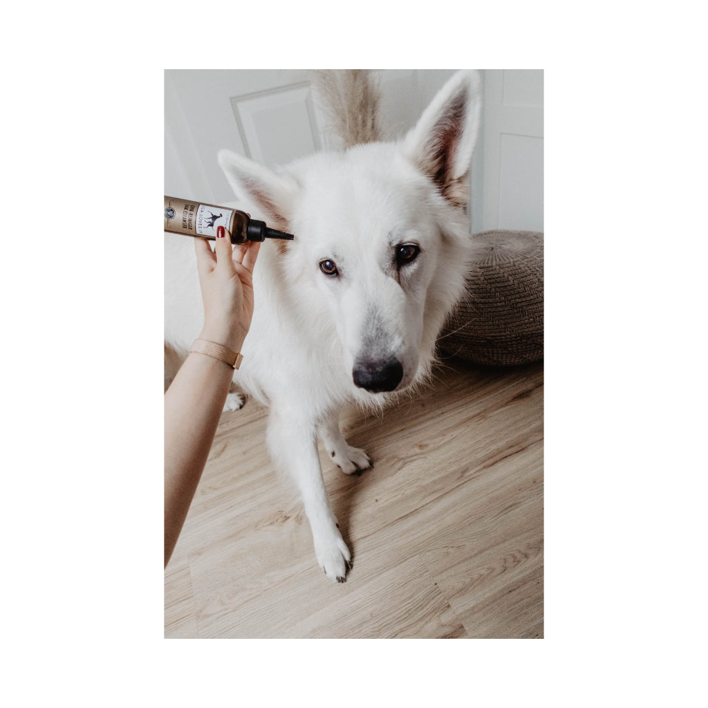 Ohr-Reiniger Anwendung beim Hund - LILA LOVES IT