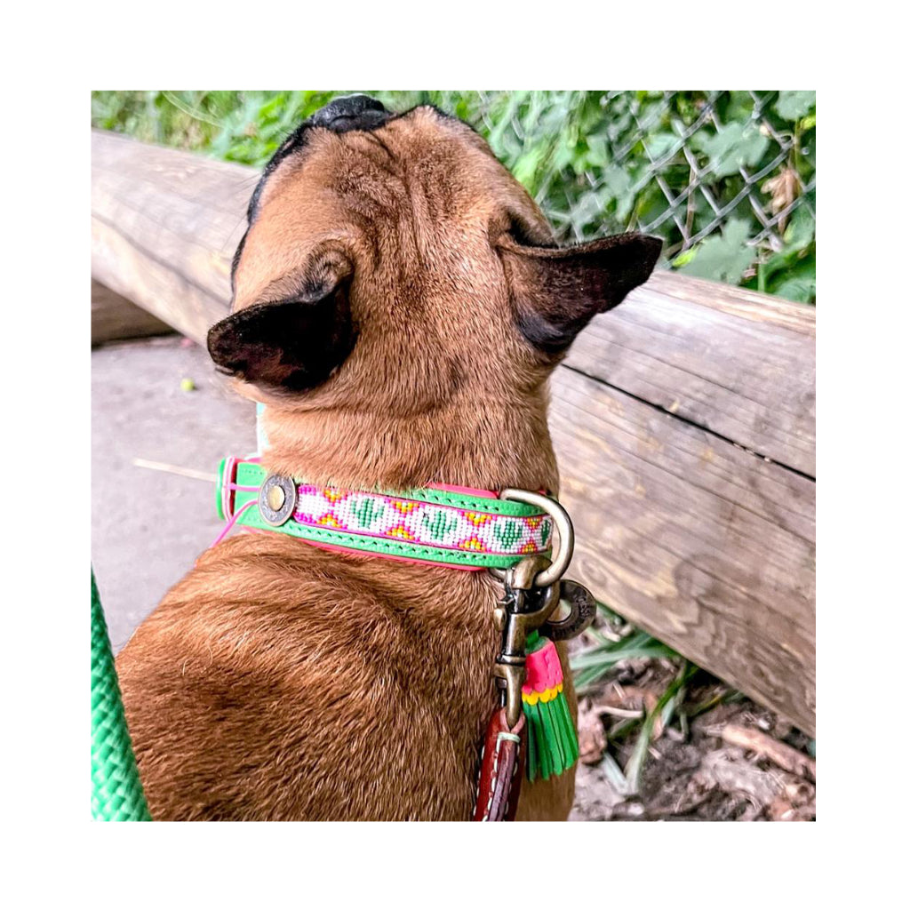 Chico mit Tropical Summer Halsband - Dog with a Mission - DWAM