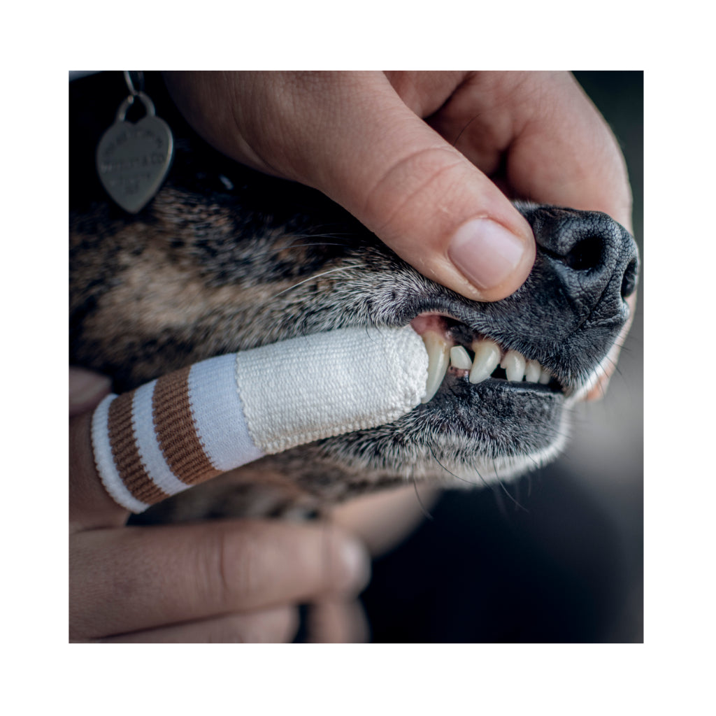 Zahn Fingerling für Hundezähne - LILA LOVES IT