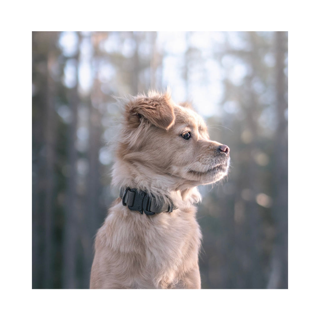 Hund mit AVA Halsband Muted Teal ultraleicht mit quick release Schnalle - Lambwolf Collective