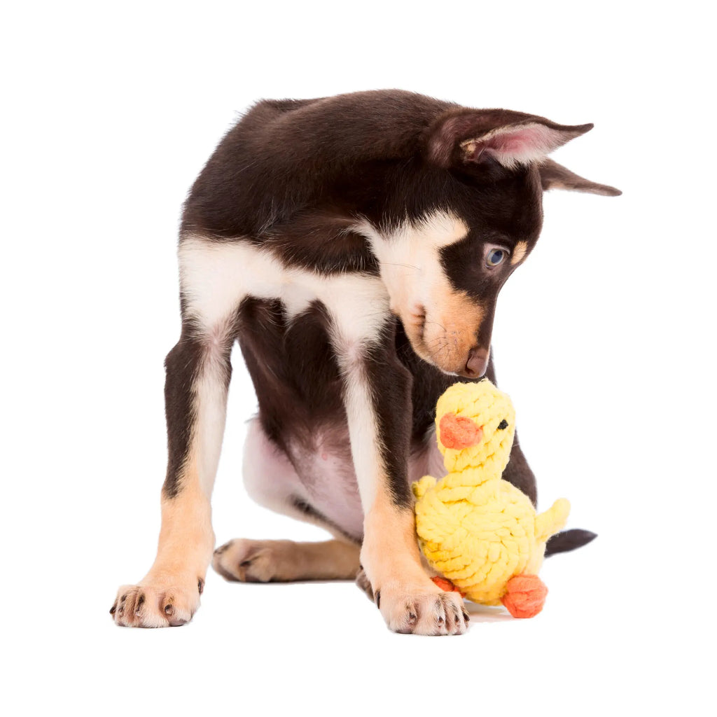 Hund mit Hundekauspielzeug Ente Emma - Laboni