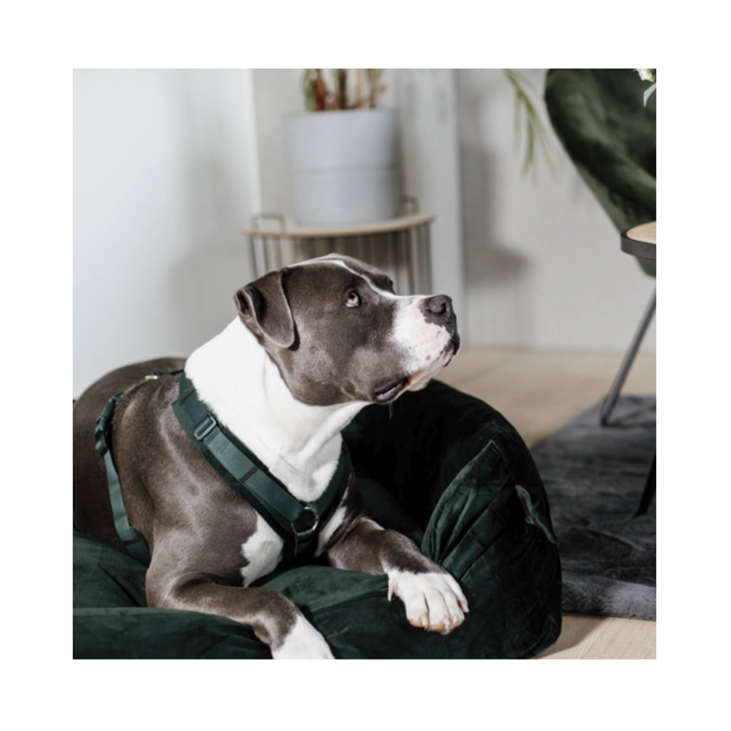 Hund mit Hundegeschirr Aktiv VELVET Pinegreen - Kentucky Dogwear