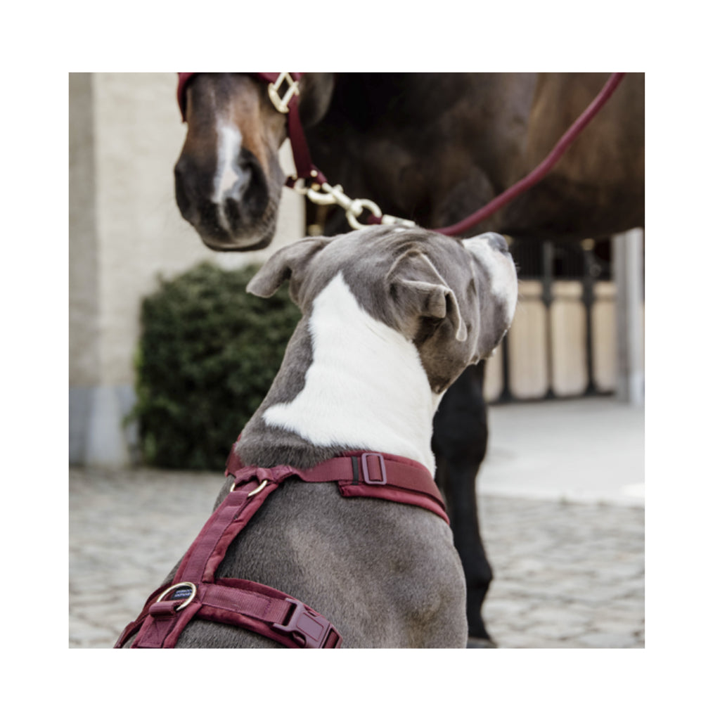 Tragebild Hundegeschirr Aktiv VELVET Bordeaux - Kentucky Dogwear