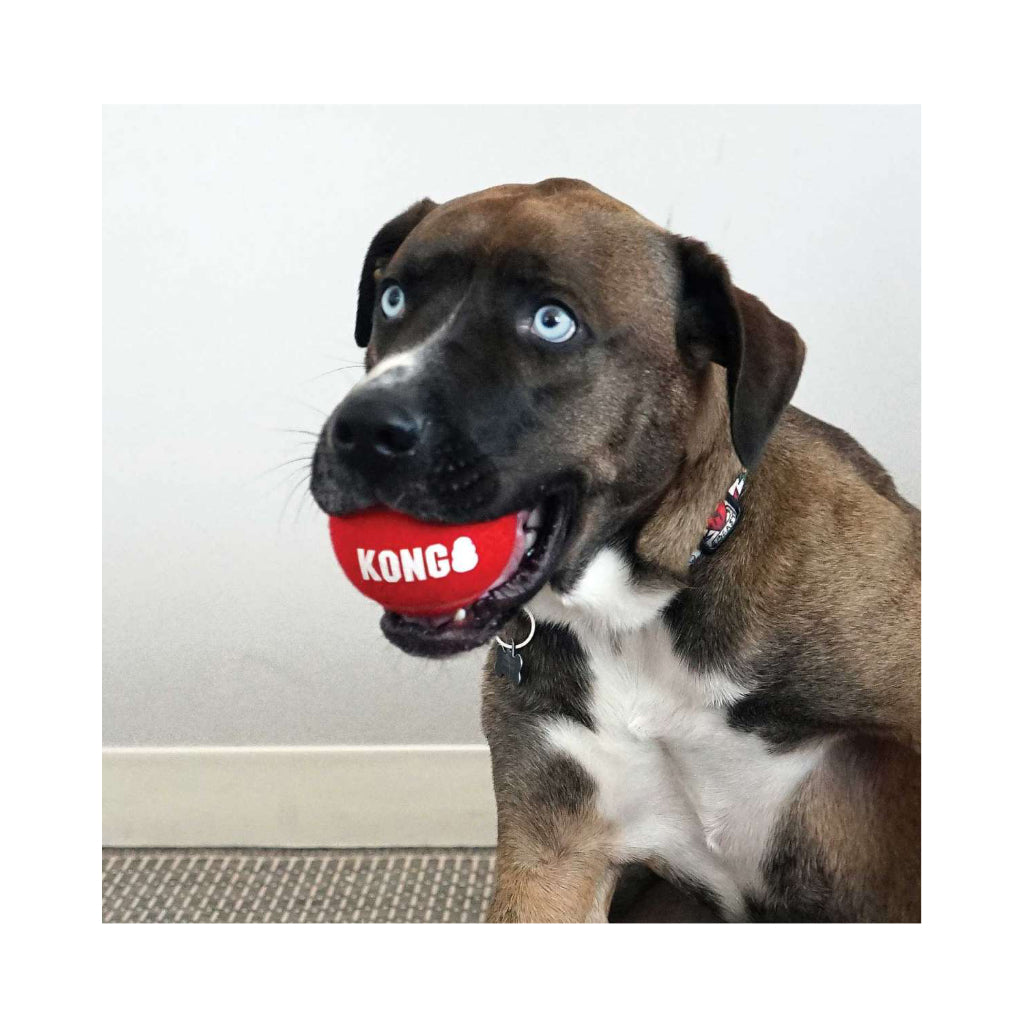 Hund mit Hundespielzeug KONG® Signature Sport Balls XS rot