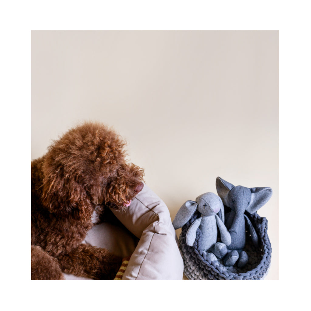 Hund mit Hundespielzeug STEFAN The Elephant & Rupert The Rabbit - Lillabel / Lilly