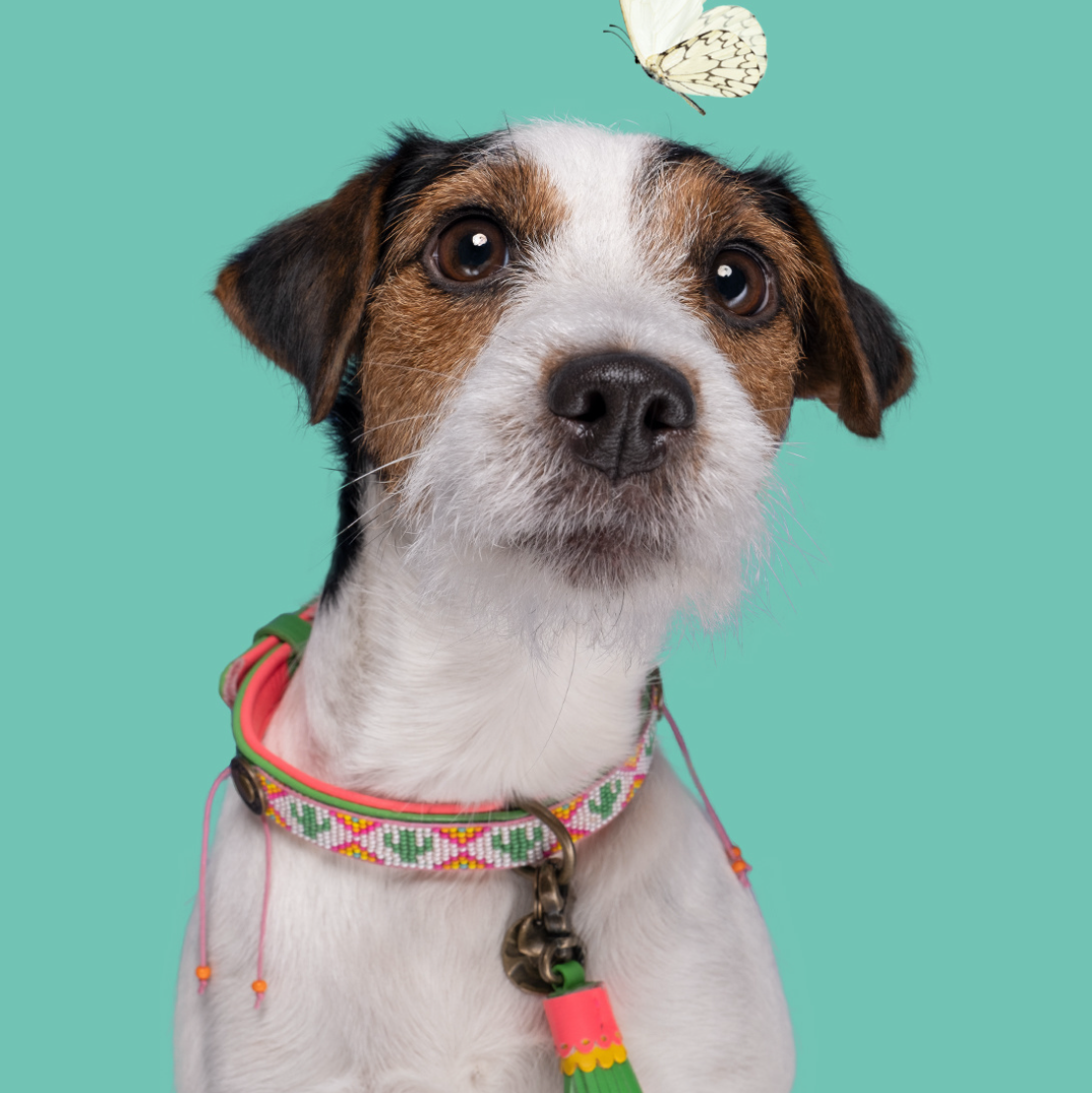 Tropical Summer Halsband für Hunde Tragebild - Dog with a Mission - DWAM